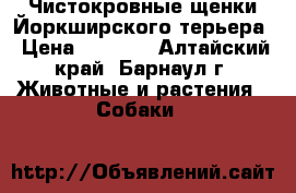 Чистокровные щенки Йоркширского терьера › Цена ­ 7 000 - Алтайский край, Барнаул г. Животные и растения » Собаки   